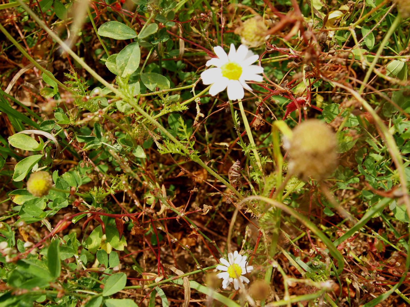 Mayweed plant